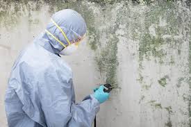 Why You Should Choose Our Mold Remediation Services in Ironton, OH